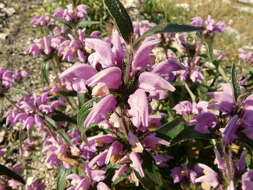 Phlomis herba-venti / Salvione roseo